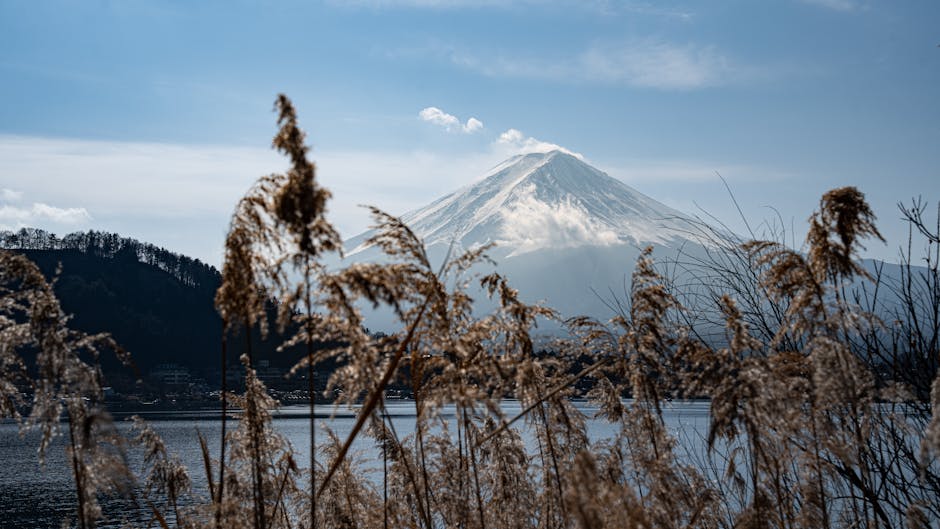 Mount Fuji viewed through golden reeds with a calm lake in the foreground