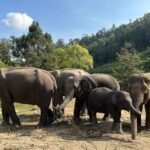 Immersive Kerchor Elephant Sanctuary Eco Park in Karen Tribe life - Why This Tour Offers Real Value