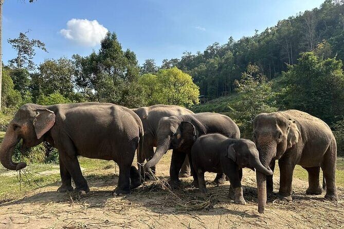 Immersive Kerchor Elephant Sanctuary Eco Park in Karen Tribe life - Why This Tour Offers Real Value