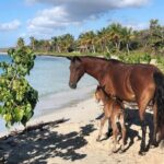 Isla de Vieques Beach Hopper Sightseeing Tour - The Realities of the Experience: Pros & Cons