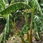 Island Eco Farm Tour with Local Treats and Sapphire Beach Time - FAQ