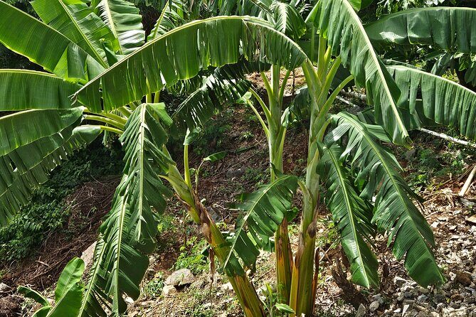 Island Eco Farm Tour with Local Treats and Sapphire Beach Time - FAQ