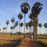 Jaffna: Palmyra Toddy Tapping Experience with Tasting - The Tour Breakdown