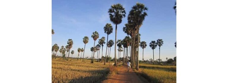 Jaffna: Palmyra Toddy Tapping Experience with Tasting - The Tour Breakdown