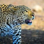 Jaipur: City Tour & Jhalana Leopard Safari With Options - Who Should Consider This Tour?