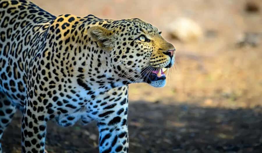 Jaipur: City Tour & Jhalana Leopard Safari With Options - Who Should Consider This Tour?  