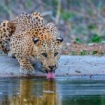 Jaipur: Half Day Leopard Safari and Guided City Tour - The Itinerary Breakdown