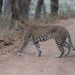 Jaipur: Jhalana/Amargarh Leopard Safari Private Tour - Detailed Breakdown of the Itinerary