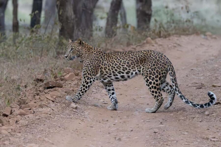 Jaipur: Jhalana/Amargarh Leopard Safari Private Tour - Detailed Breakdown of the Itinerary
