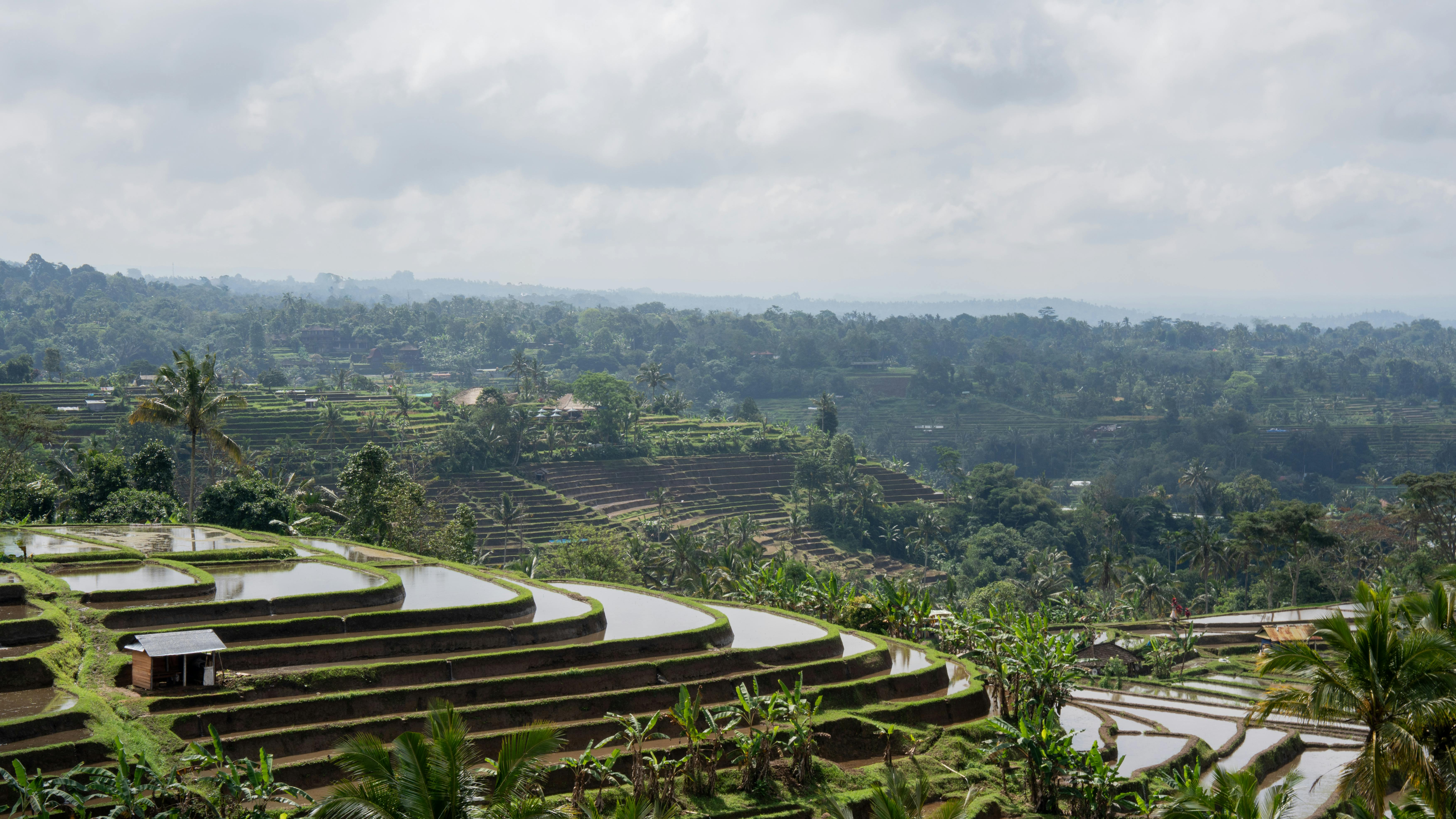 Jatiluwih rice terraces in Bali a UNESCO World Heritage site