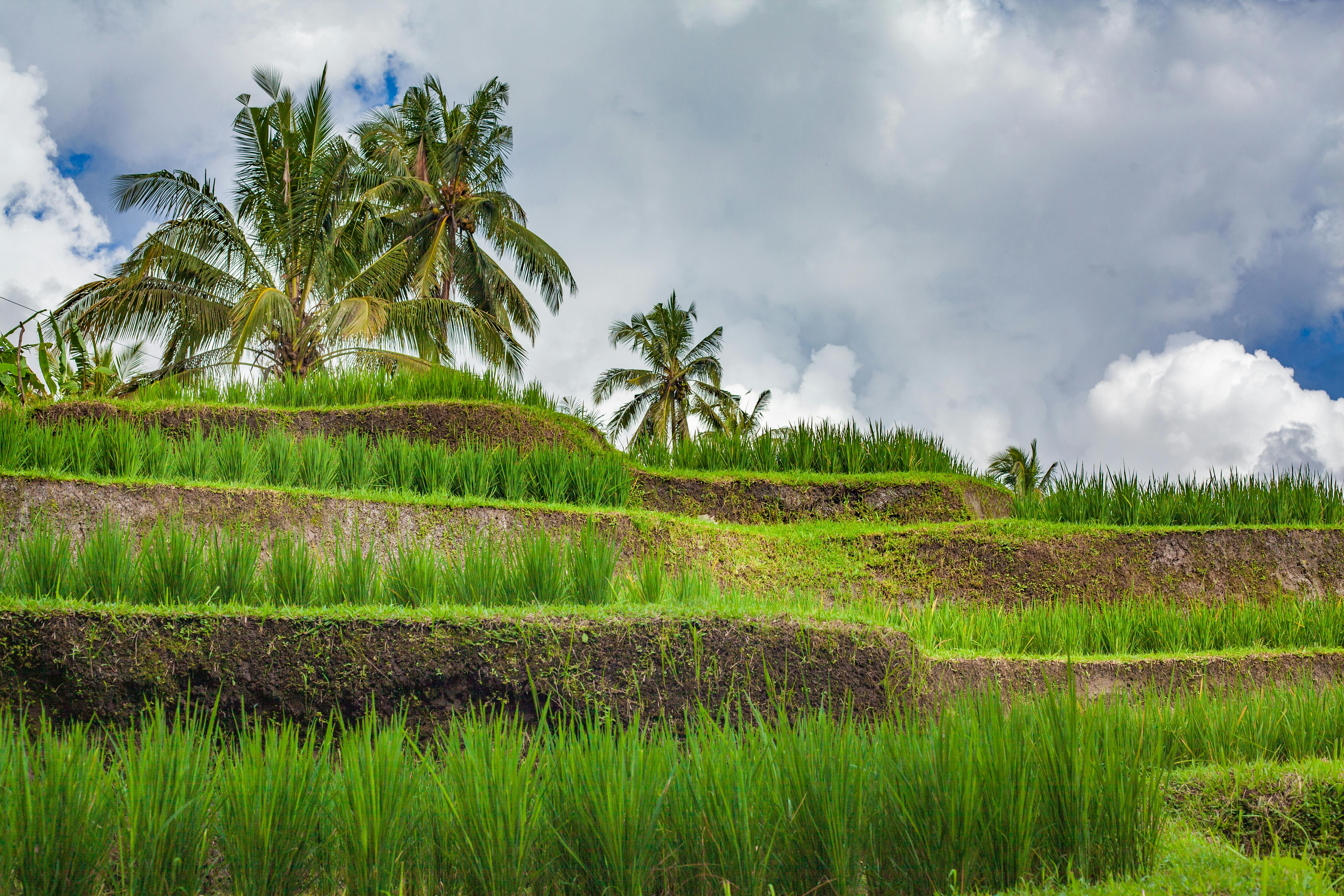 Terraced rice fields of Jatiluwih dotted with palm trees