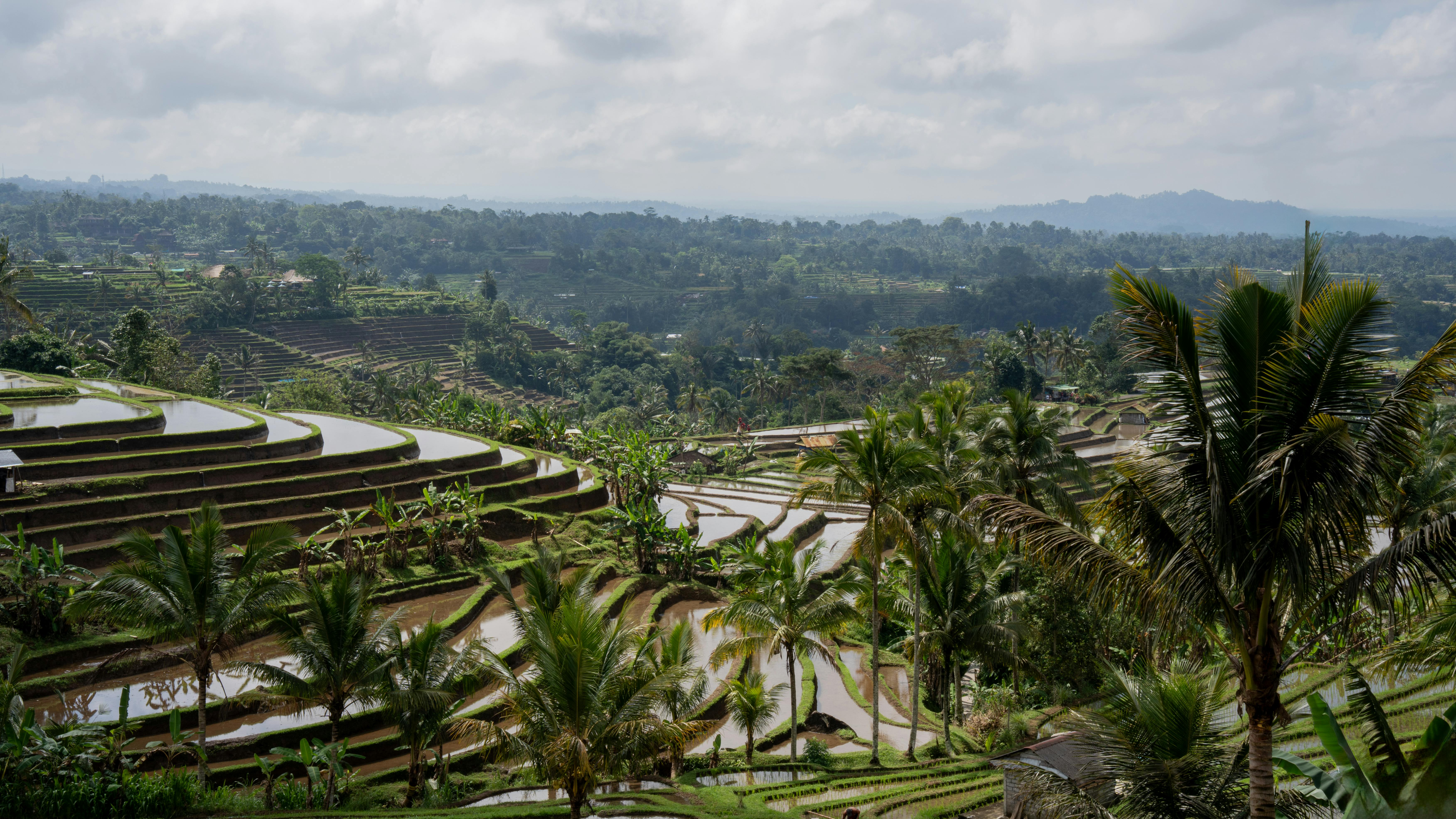 Lush terraced rice fields of Jatiluwih