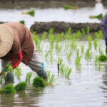 Jatiluwih's Rice Field Terraces: A Scenic Self-Guided Audio Tour - The Unique Value of the Self-Guided Experience