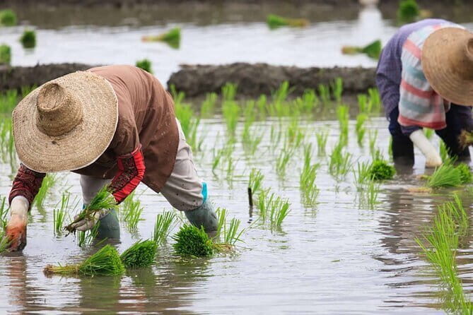 Jatiluwih's Rice Field Terraces: A Scenic Self-Guided Audio Tour - The Unique Value of the Self-Guided Experience