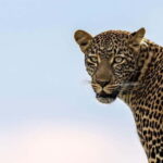 Jawai Leopard Wildlife Safari Private Tour In a 4x4 Jeep - Discovering Rajasthan’s Leopard Habitat