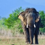 Jeep Safario to Minneriya/Kaudulla/Hurulu Eco National Parks - Who Is This Tour Best For?