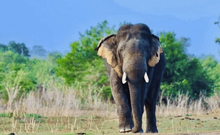 Jeep Safario to Minneriya/Kaudulla/Hurulu Eco National Parks - Who Is This Tour Best For?