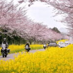 Jeju East: Cherry Blossom Early Bird Tour with Hotel Pickup - What’s Included & What to Keep in Mind