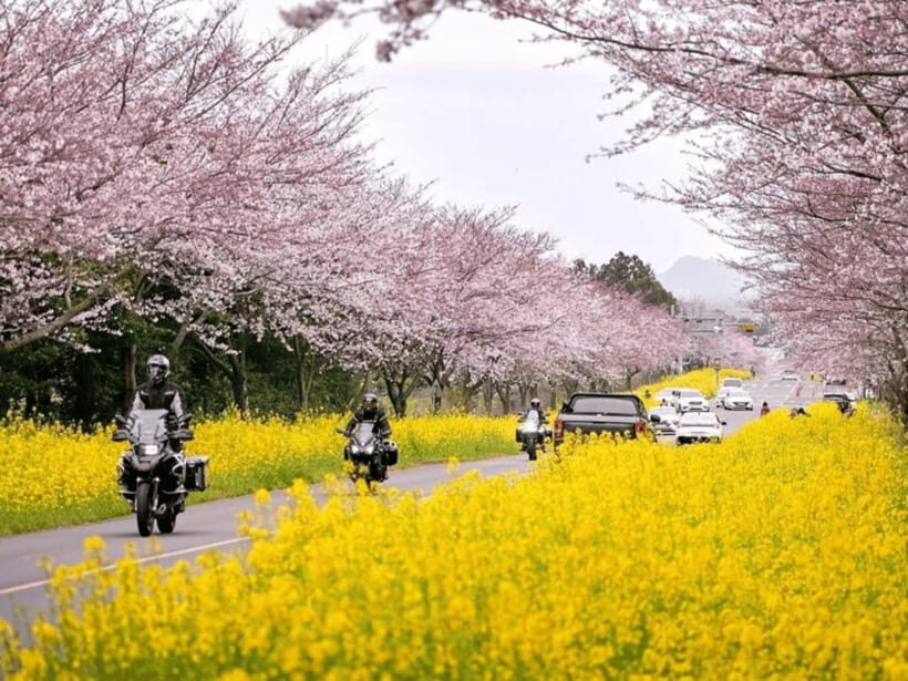 Jeju East: Cherry Blossom Early Bird Tour with Hotel Pickup - What’s Included & What to Keep in Mind