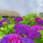 Jeju Hydragea Festival Tour : EAST Route - A Detailed Look at the East Route Hydrangea Tour