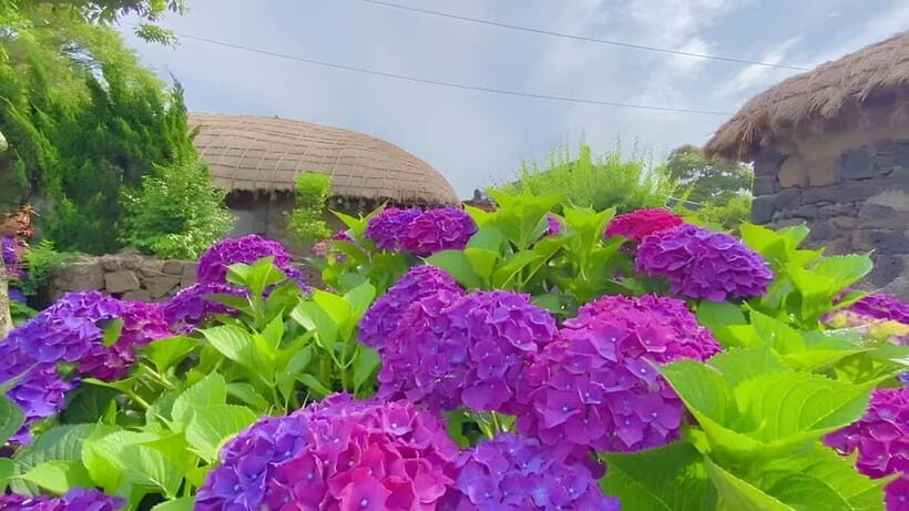 Jeju Hydragea Festival Tour : EAST Route - A Detailed Look at the East Route Hydrangea Tour