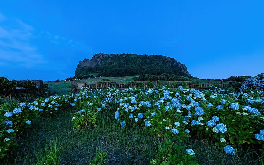 Seongsan Ilchulbong volcano at blue hour with hydrangeas Jeju Island