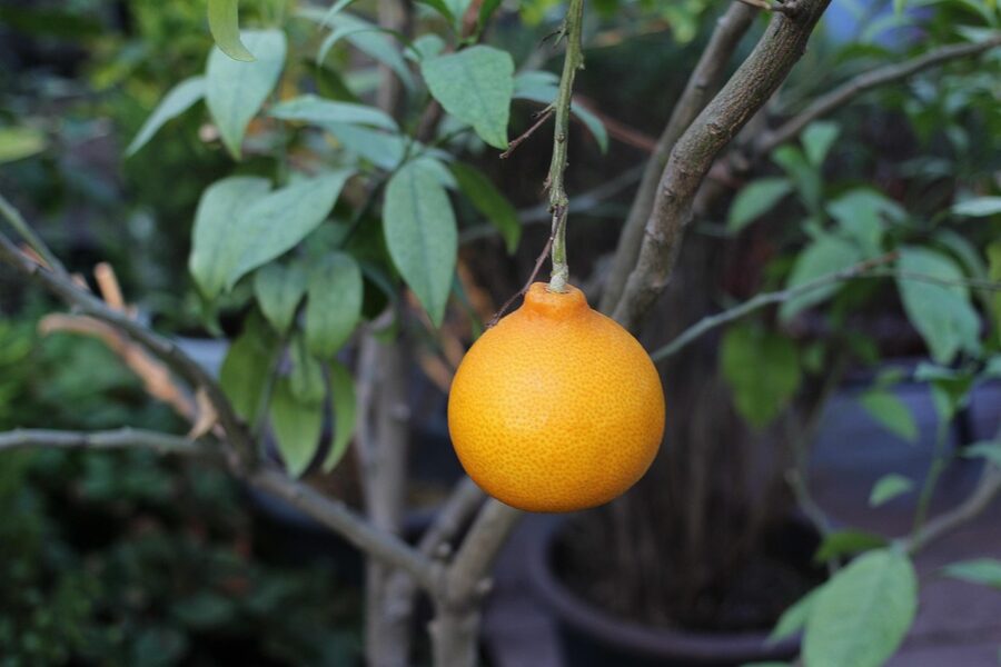 Jeju tangerine hanrabong on tree