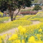 Jeju: West South Spring Canola & UNESCO Tour & Hotel Pick-up - A Closer Look at the Itinerary & What to Expect