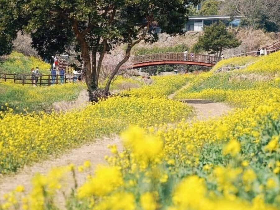 Jeju: West South Spring Canola & UNESCO Tour & Hotel Pick-up - A Closer Look at the Itinerary & What to Expect