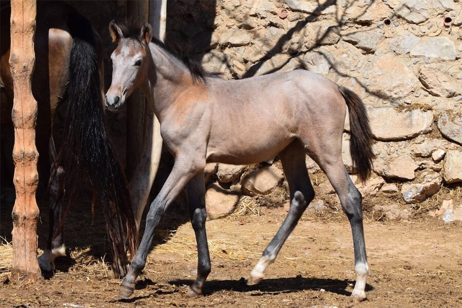 Andalusian Spanish purebred foal