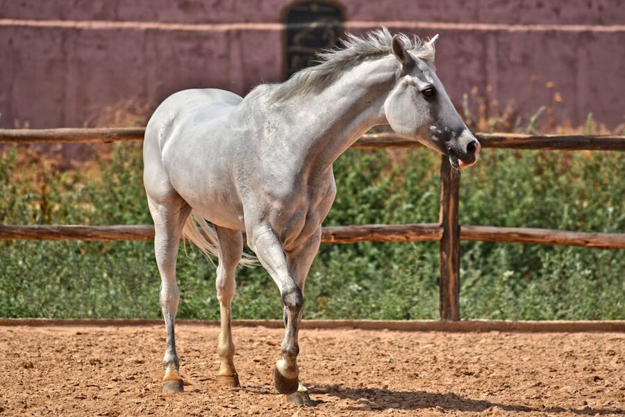 White Andalusian horse in an outdoor paddock at a Spanish equestrian school