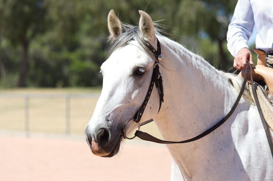 Andalusian mare with bridle in equestrian setting