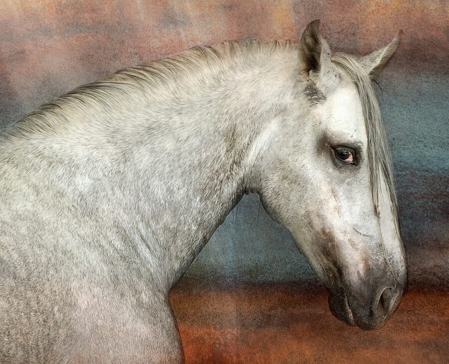 PRE Andalusian stallion portrait close-up