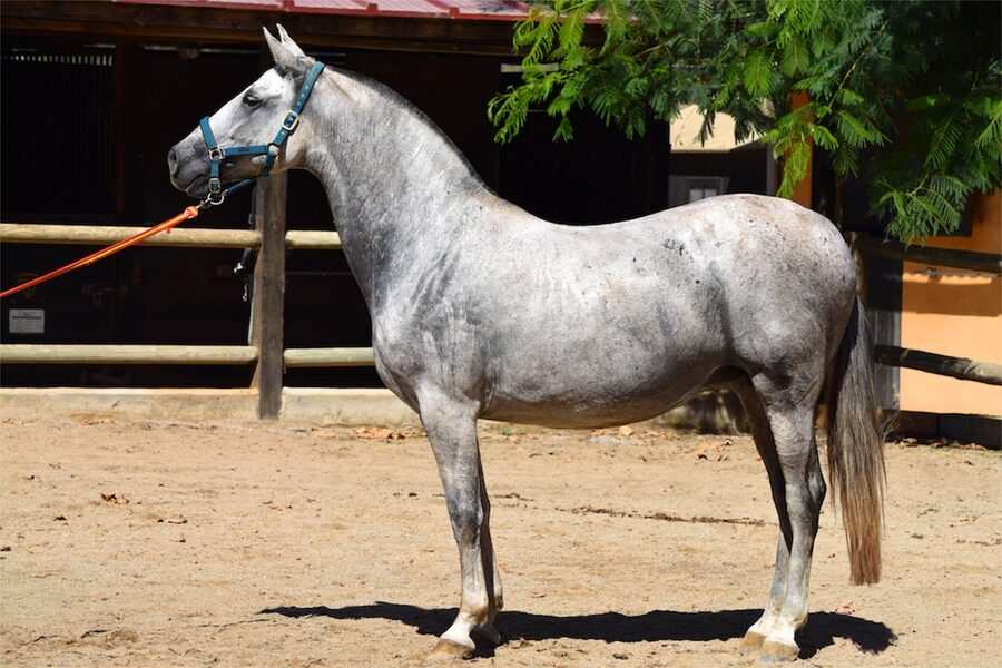 Pure Spanish PRE Andalusian stallion