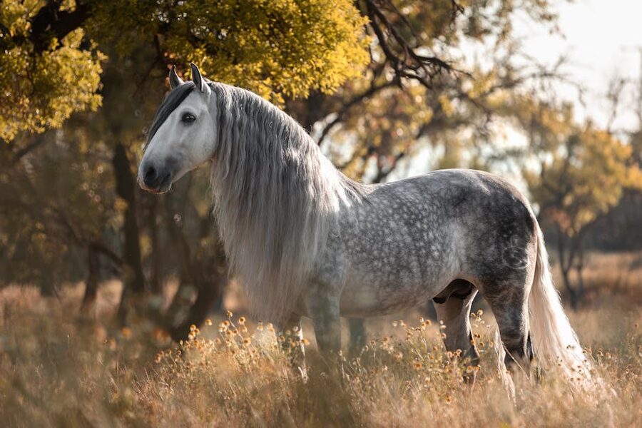 Andalusian PRE stallion in a Spanish pasture