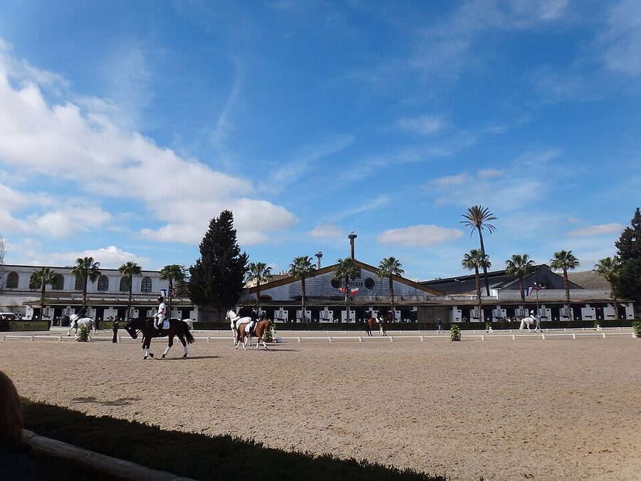 Andalusian stallions performing classical dressage at the Real Escuela arena in Jerez