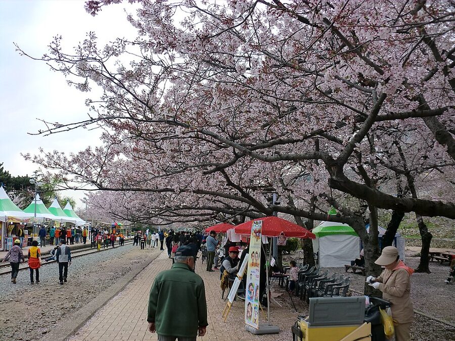 Cherry blossoms lining the Yeojwa stream walkway in Jinhae