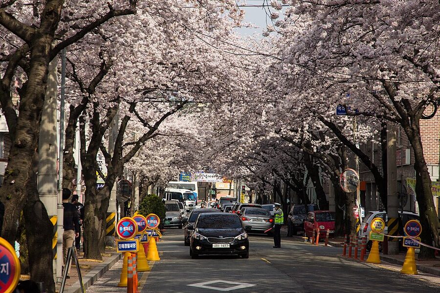 Cherry blossom tunnel over a path in Jinhae