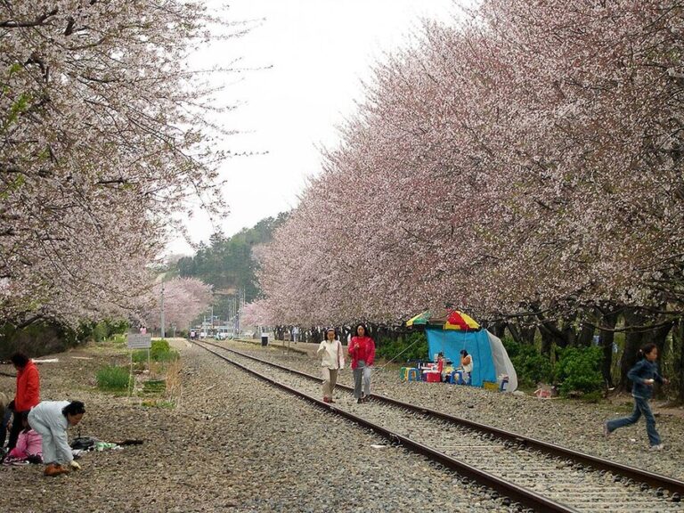 How to Book a Jinhae Cherry Blossom Tour