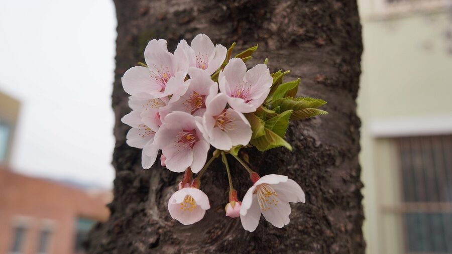 Close view of Jinhae cherry blossom branches