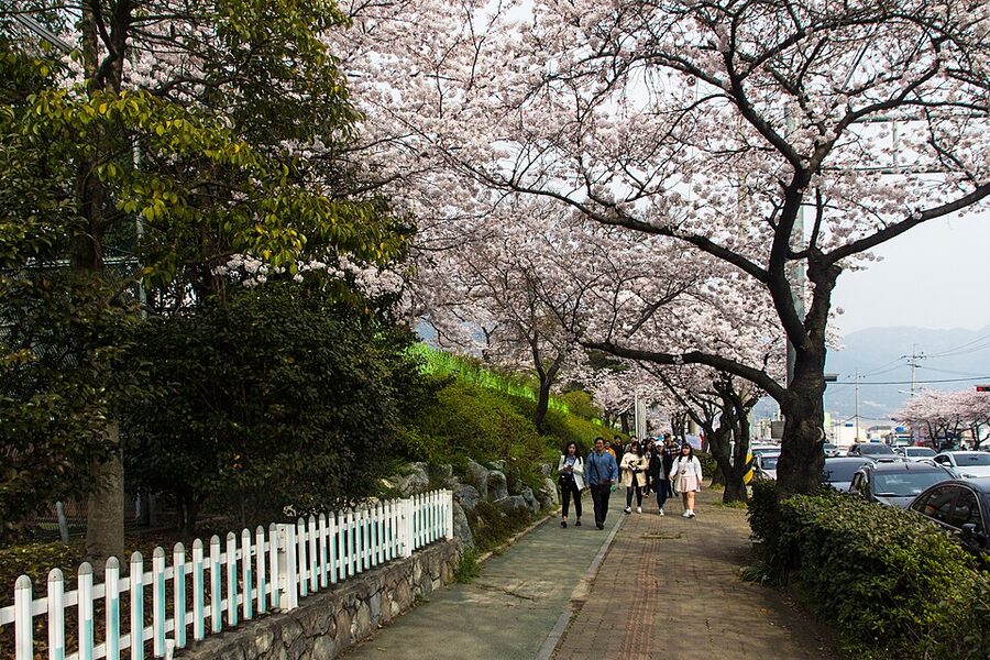 Cherry blossom trees lining a street near Yeojwa stream in Jinhae