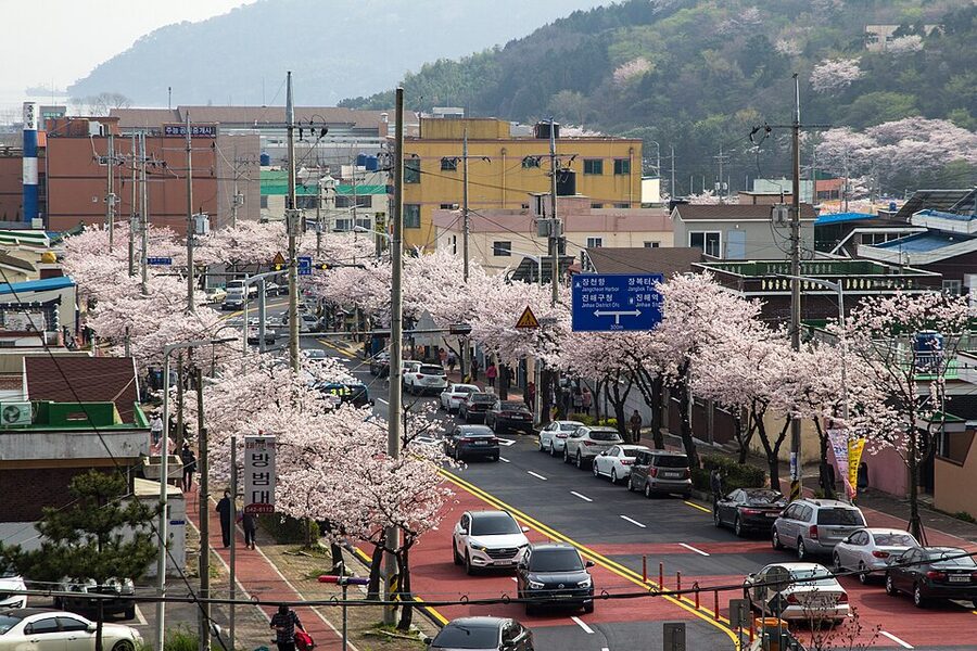 Cherry blossom canopy across Jinhae neighborhoods from a hilltop