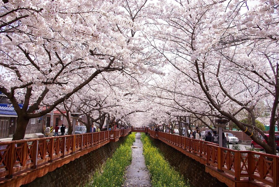 Cherry blossom canal view during Jinhae Gunhangje festival