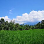 Jungle Trekking at Mt. Batukaru, scenic Waterfall & village life - The Practicalities