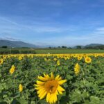 Kagawa: Manno Town Sunflower Fields E-Bike Rental - Final Thoughts