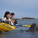 Kaikoura: Half-Day Wildlife Kayaking Tour - The Itinerary and Highlights