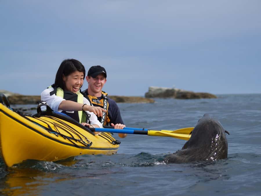 Kaikoura: Half-Day Wildlife Kayaking Tour - The Itinerary and Highlights