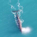 Kaikoura: Whale Watching Flight with Guided Commentary - Why Choose the Kaikoura Whale Watching Flight?
