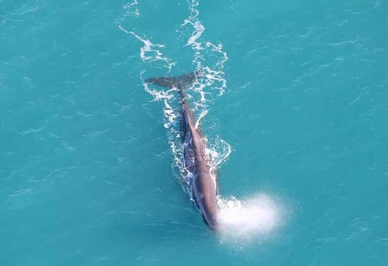 Kaikoura: Whale Watching Flight with Guided Commentary - Why Choose the Kaikoura Whale Watching Flight?