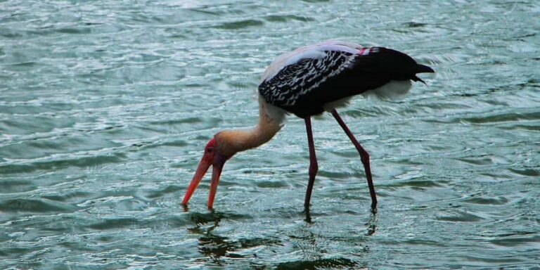 Kalametiya: Bird Watching Tour with Seafood Lunch from galle - What to Expect During the Tour